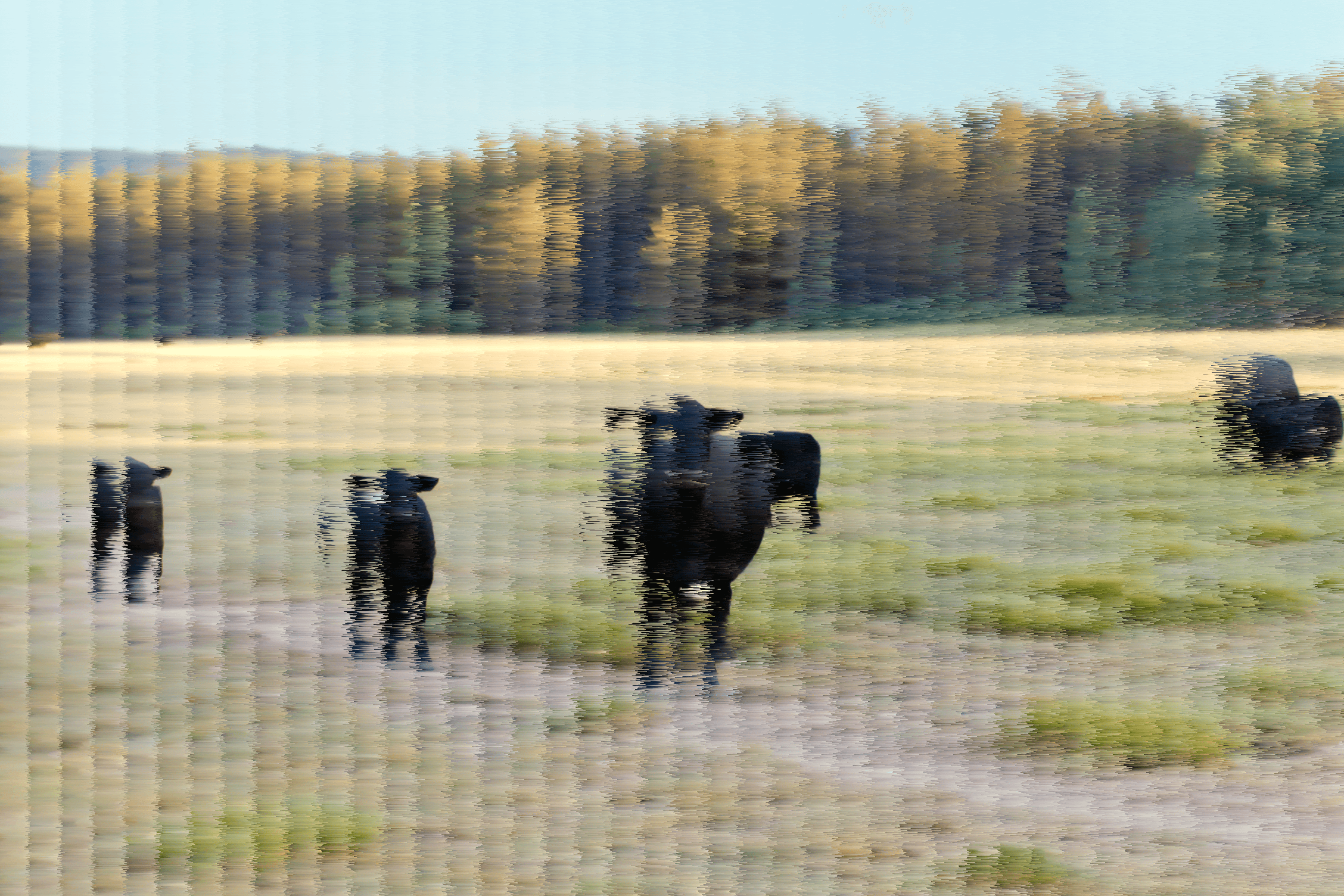 A photo of cows, with low-variation sorting forming vertical stripes